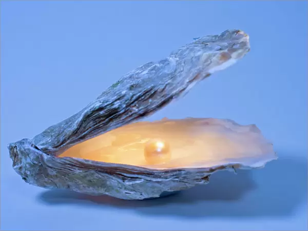 Oyster Shell With artificial pearl