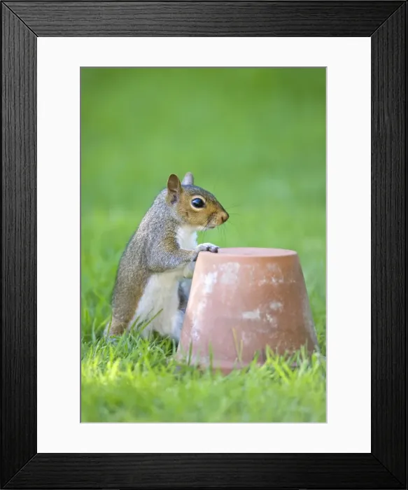 Framed Print : Grey Squirrel - Resting paw on flowerpot Norfolk UK Framed Print : Grey Squirrel - Resting paw on flowerpot Norfolk UK