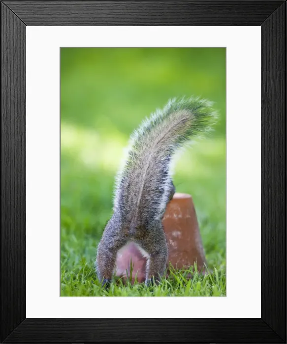 Framed Print : Grey Squirrel With tail erect Norfolk UK Framed Print : Grey Squirrel With tail erect Norfolk UK