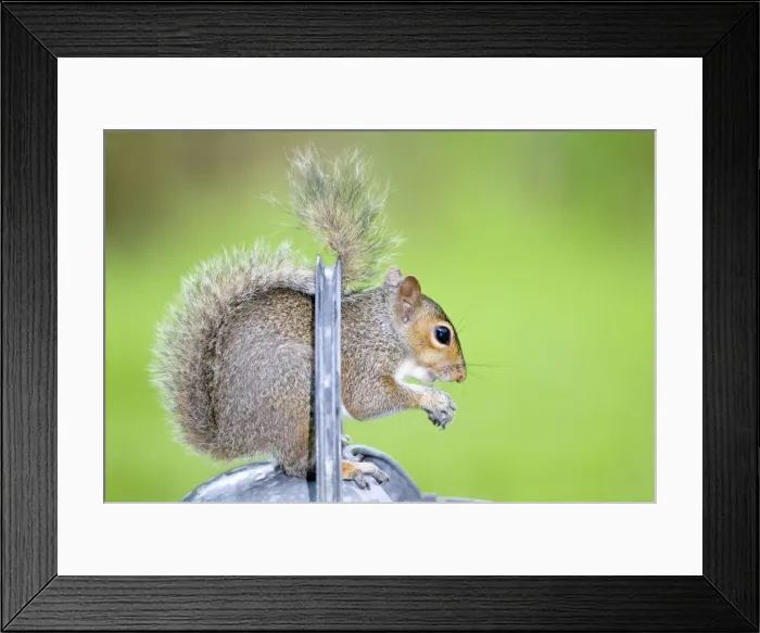 Framed Print : Grey Squirrel Standing on metal watering can Norfolk UK Framed Print : Grey Squirrel Standing on metal watering can Norfolk UK