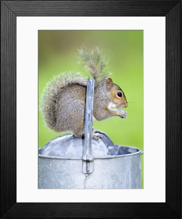 Framed Print : Grey Squirrel Standing on metal watering can Norfolk UK Framed Print : Grey Squirrel Standing on metal watering can Norfolk UK