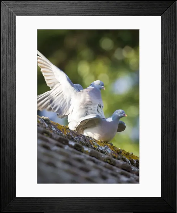 Framed Print : Wood Pigeons Mating on Roof Norfolk UK Framed Print : Wood Pigeons Mating on Roof Norfolk UK