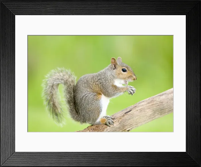 Framed Print : Grey Squirrel On tree branch Norfolk UK Framed Print : Grey Squirrel On tree branch Norfolk UK