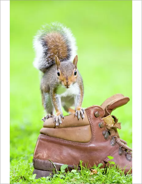 Grey Squirrel Standing on old boot Norfolk UK