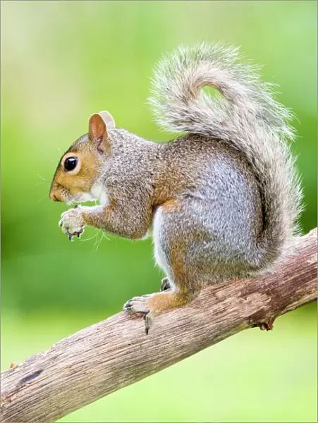 Grey Squirrel On tree branch Norfolk UK