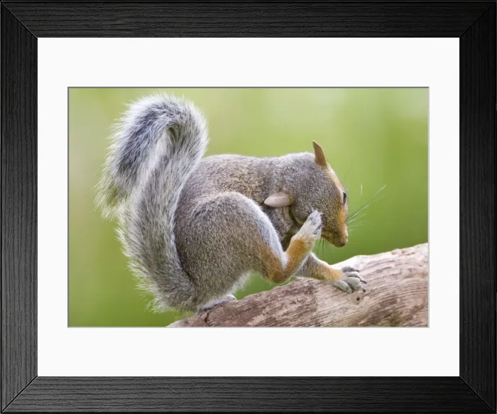 Framed Print : Grey Squirrel Scatching head Norfolk UK Framed Print : Grey Squirrel Scatching head Norfolk UK