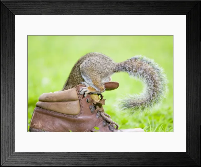 Framed Print : Grey Squirrel - Investigating interior of old boot Norfolk UK Framed Print : Grey Squirrel - Investigating interior of old boot Norfolk UK