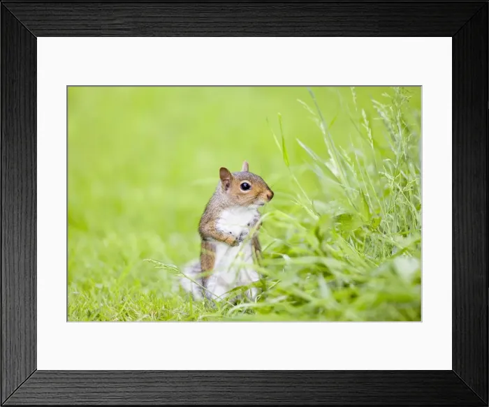Framed Print : Grey Squirrel Standing on Lawn Norfolk UK Framed Print : Grey Squirrel Standing on Lawn Norfolk UK