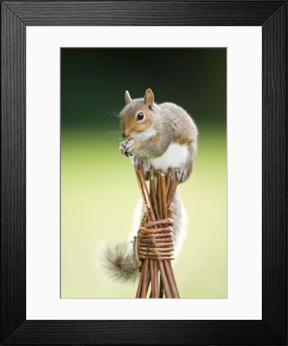 Framed Print : Grey Squirrel - on top of wicker garden support Norfolk UK