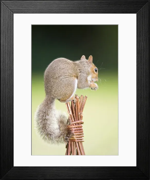 Framed Print : Grey Squirrel - on top of wicker garden support Norfolk UK Framed Print : Grey Squirrel - on top of wicker garden support Norfolk UK