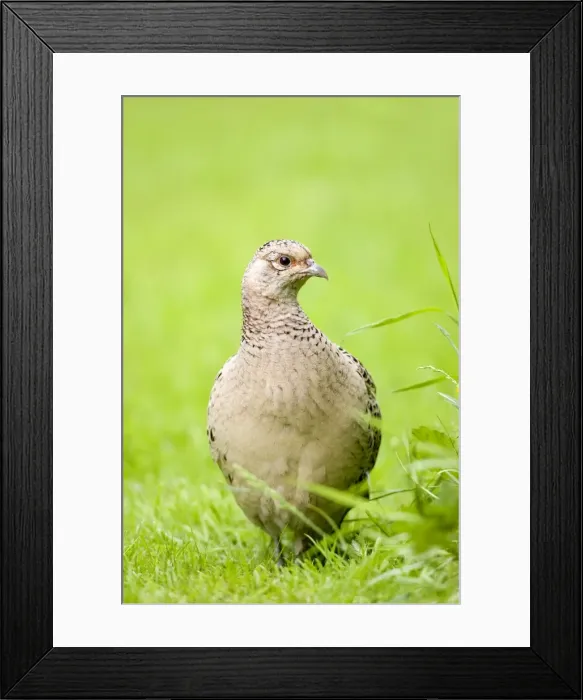 Framed Print : Pheasant Female Norfolk UK Framed Print : Pheasant Female Norfolk UK