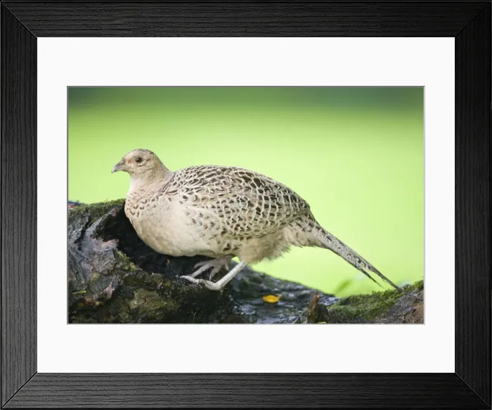 Framed Print : Pheasant Female on fallen tree trunk Norfolk UK Framed Print : Pheasant Female on fallen tree trunk Norfolk UK