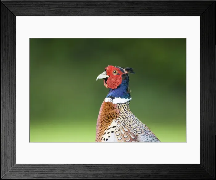Framed Print : Pheasant Male Norfolk UK Framed Print : Pheasant Male Norfolk UK
