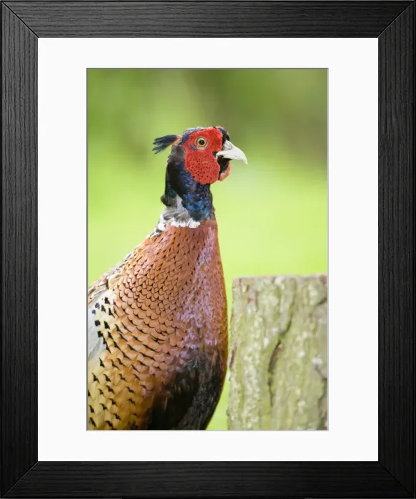 Framed Print : Pheasant Male Norfolk UK Framed Print : Pheasant Male Norfolk UK