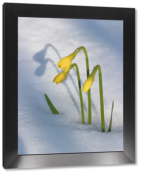 Daffodils flowering through spring snowfall