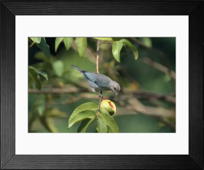 Framed Print : Blue-grey Tanager Central & South America Framed Print : Blue-grey Tanager Central & South America