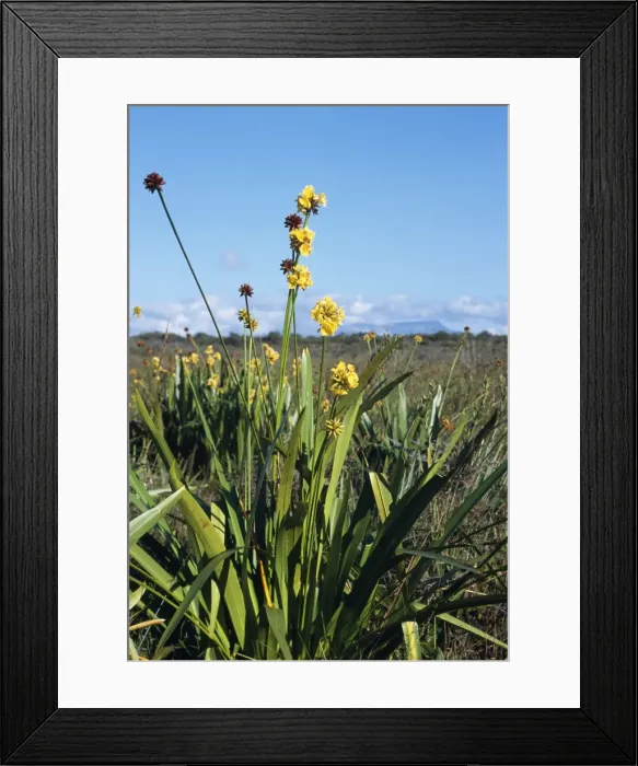 Framed Print : Stegolepis guianensis - endemic Gran Sabana / Pantepuis Venezuela Fam: Rapateaceae Framed Print : Stegolepis guianensis - endemic Gran Sabana / Pantepuis Venezuela Fam: Rapateaceae