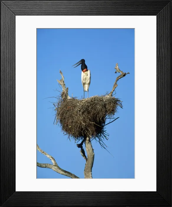 Framed Print : Jabiru Stork - on nest Tropical America: Brazil, Panatanal Framed Print : Jabiru Stork - on nest Tropical America: Brazil, Panatanal