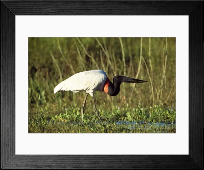 Framed Print : Jabiru Stork Tropical America Brazil Pantanal Framed Print : Jabiru Stork Tropical America Brazil Pantanal