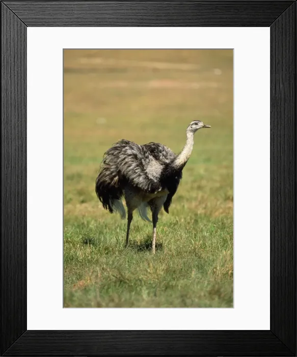 Framed Print : Common / Greater Rhea South America Framed Print : Common / Greater Rhea South America