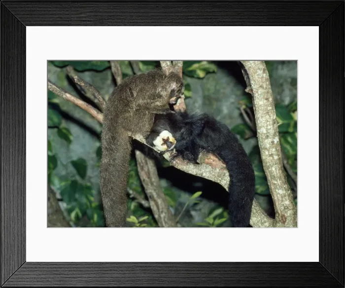 Framed Print : Saki / White-faced / Guinan Monkey - male & female Framed Print : Saki / White-faced / Guinan Monkey - male & female