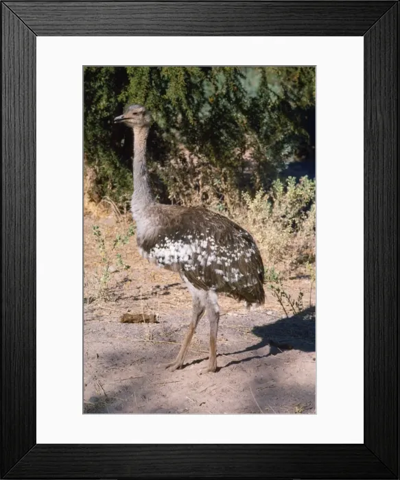 Framed Print : Darwin's Rhea Atacama Andes, Chile Framed Print : Darwin's Rhea Atacama Andes, Chile
