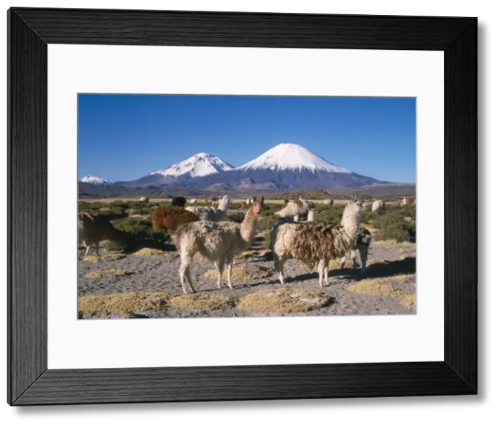 Framed Print : Llamas - with Parinacota Volcano in the bckground. North Andes, Chile Framed Print : Llamas - with Parinacota Volcano in the bckground. North Andes, Chile