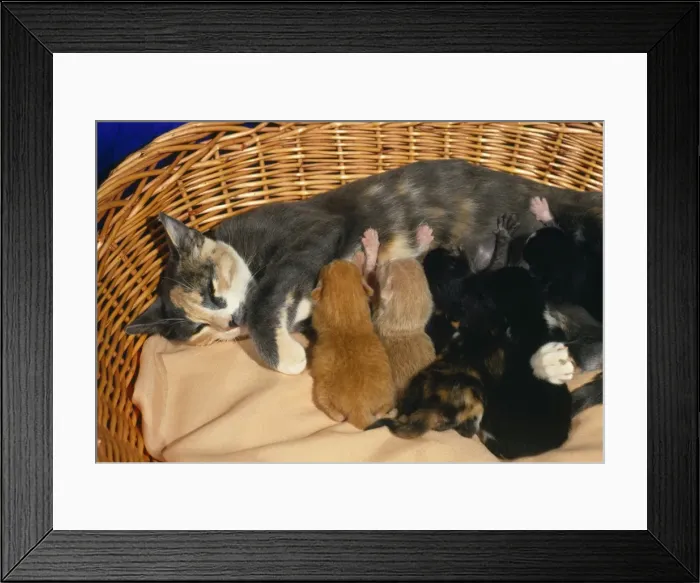 Framed Print : Cat - with kittens suckling
