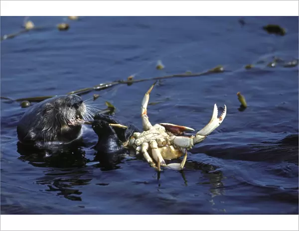 Sea Otter - eating crab Monterey Bay, California, USA AU-768