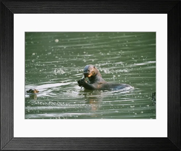 Framed Print : Giant Otter - eating fish Manu National Park, Peru Framed Print : Giant Otter - eating fish Manu National Park, Peru