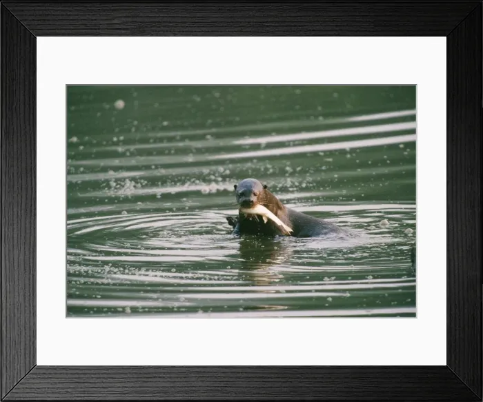 Framed Print : Giant Otter - eating fish Manu National Park, Peru Framed Print : Giant Otter - eating fish Manu National Park, Peru
