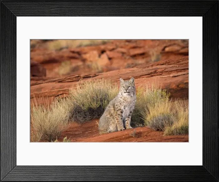Framed Print : Bobcat / Red Lynx North America Framed Print : Bobcat / Red Lynx North America