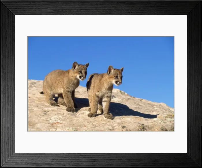 Framed Print : Cougar / Mountain Lion / Puma - kittens Utah USA Framed Print : Cougar / Mountain Lion / Puma - kittens Utah USA