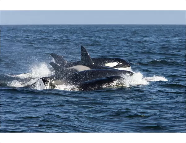 Killer whales /  Orca - transient type. Photographed in Monterey Bay, Pacific Ocean, California, USA. There are three types of recognised Killer Whales - resident, transients & offshore