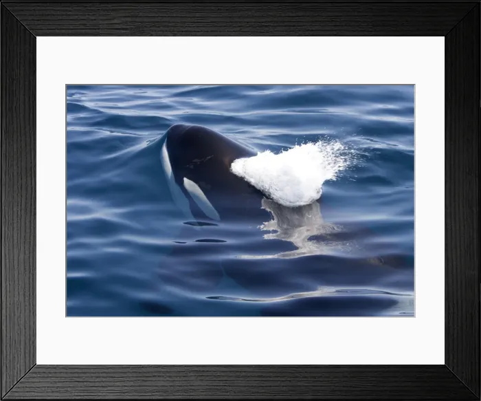 Framed Print : Killer whale / Orca - beginning to exhale just before breaking the surface - transient type. Photographed in Monterey Bay - Pacific Ocean - California - USA Framed Print : Killer whale / Orca - beginning to exhale just before breaking the surface - transient type. Photographed in Monterey Bay - Pacific Ocean - California - USA