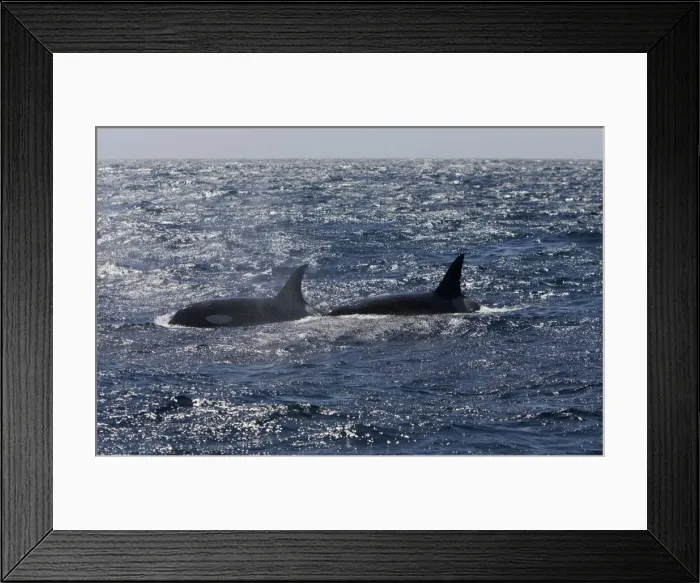 Framed Print : Killer whale / Orca - Silhouetted against mid-afternoon glare - transient type. Photographed in Monterey Bay - Pacific Ocean - California - USA Framed Print : Killer whale / Orca - Silhouetted against mid-afternoon glare - transient type. Photographed in Monterey Bay - Pacific Ocean - California - USA