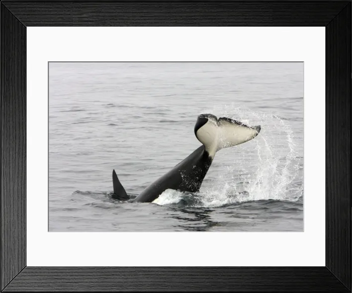 Framed Print : Killer whale / Orca - tail-lobbing by an adult male - transient type. Photographed in Monterey Bay - Pacific Ocean - California - USA Framed Print : Killer whale / Orca - tail-lobbing by an adult male - transient type. Photographed in Monterey Bay - Pacific Ocean - California - USA