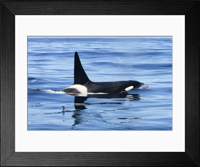 Framed Print : Killer whale / Orca - adult male - transient type. Photographed in Monterey Bay - Pacific Ocean - California - USA Framed Print : Killer whale / Orca - adult male - transient type. Photographed in Monterey Bay - Pacific Ocean - California - USA