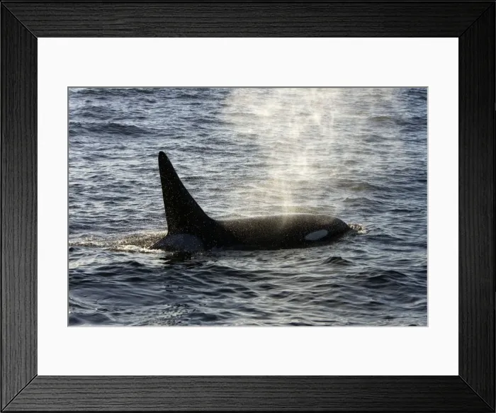 Framed Print : Killer whale  /  Orca - adult male - transient type. Photographed in Monterey Bay - Pacific Ocean - California - USA