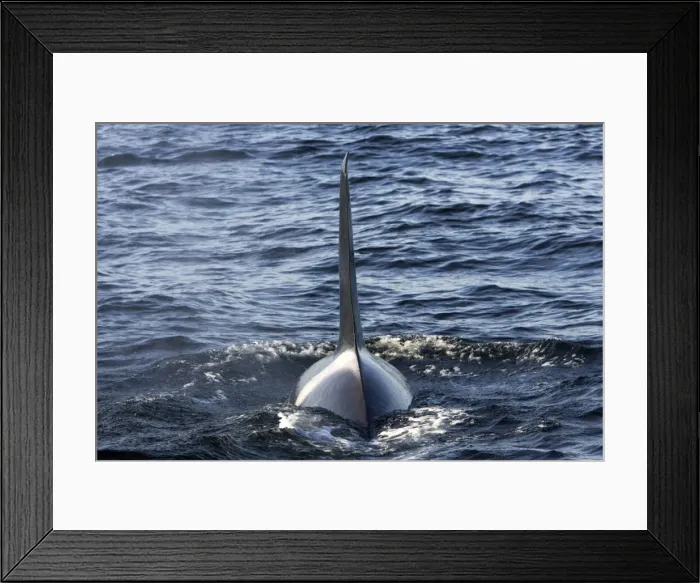 Framed Print : Killer whale / Orca - adult male with characteristic tall and straight dorsal fin - transient type. Photographed in Monterey Bay - Pacific Ocean - California - USA Framed Print : Killer whale / Orca - adult male with characteristic tall and straight dorsal fin - transient type. Photographed in Monterey Bay - Pacific Ocean - California - USA