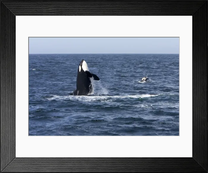 Framed Print : Killer whale / Orca - adult, breaching. To the right, a calf is also breaching - transient type. Photographed in Monterey Bay - Pacific Ocean - California - USA Framed Print : Killer whale / Orca - adult, breaching. To the right, a calf is also breaching - transient type. Photographed in Monterey Bay - Pacific Ocean - California - USA