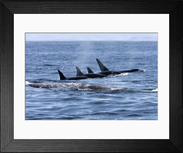 Framed Print : Killer whale / Orca - A pod of Transient type killer whales attacking a Grey whale mother and calf. The calf, already injured, is resting on its mother's back. Four killer whales have regrouped and resume the attack Framed Print : Killer whale / Orca - A pod of Transient type killer whales attacking a Grey whale mother and calf. The calf, already injured, is resting on its mother's back. Four killer whales have regrouped and resume the attack