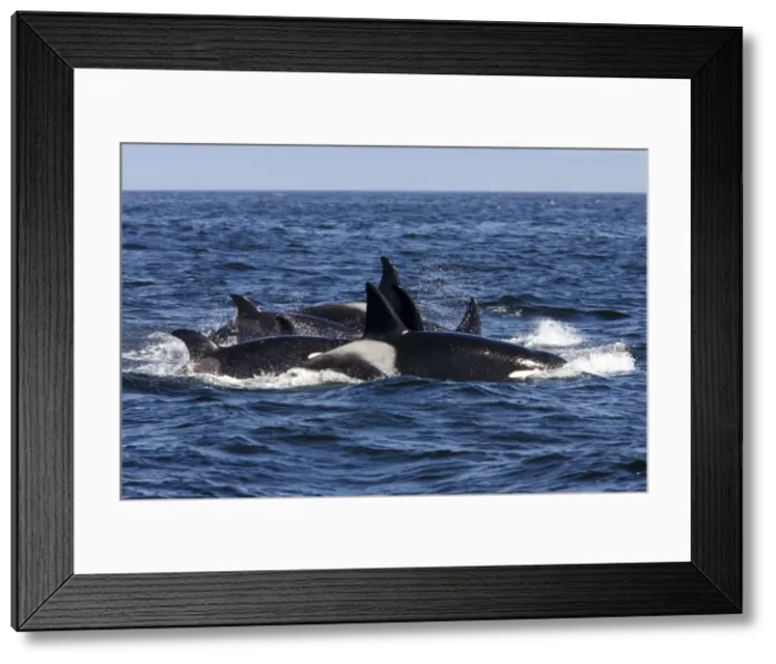 Framed Print : Killer whales / Orcas - A pod of Transient type killer whales having attached a Grey whale mother and calf. Four hours after having killed the calf, seven members of the pod breathe in a tight formation Framed Print : Killer whales / Orcas - A pod of Transient type killer whales having attached a Grey whale mother and calf. Four hours after having killed the calf, seven members of the pod breathe in a tight formation