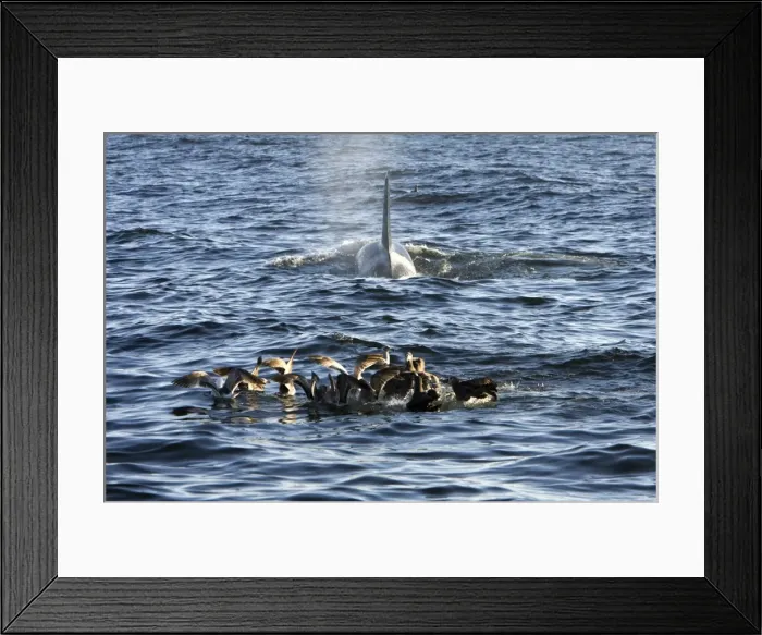 Framed Print : Killer whales / Orcas - A pod of Transient type killer whales attacked & killed a Grey whale calf. Whilst the Killer whales feed on the carcass below the surface Black-footed albatrosses Framed Print : Killer whales / Orcas - A pod of Transient type killer whales attacked & killed a Grey whale calf. Whilst the Killer whales feed on the carcass below the surface Black-footed albatrosses