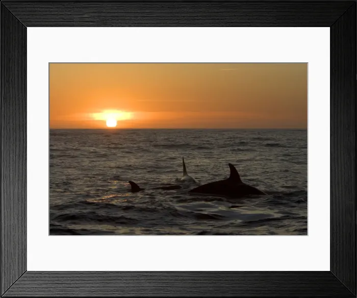Framed Print : Killer whales / Orcas - A pod of Transient type killer whales attacked & killed a Grey whale calf. At sunset, the killer whales are still feeding on the carcass Framed Print : Killer whales / Orcas - A pod of Transient type killer whales attacked & killed a Grey whale calf. At sunset, the killer whales are still feeding on the carcass