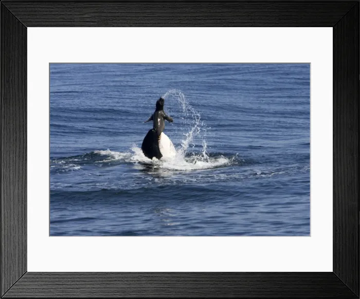 Framed Print : Killer whale / Orca - activity during an attack on young Northern Elephant seal (Mirounga angustirostris) by three members of a pod of transient killer whales. Photographed in Monterey Bay - Pacific Ocean - California - USA Framed Print : Killer whale / Orca - activity during an attack on young Northern Elephant seal (Mirounga angustirostris) by three members of a pod of transient killer whales. Photographed in Monterey Bay - Pacific Ocean - California - USA