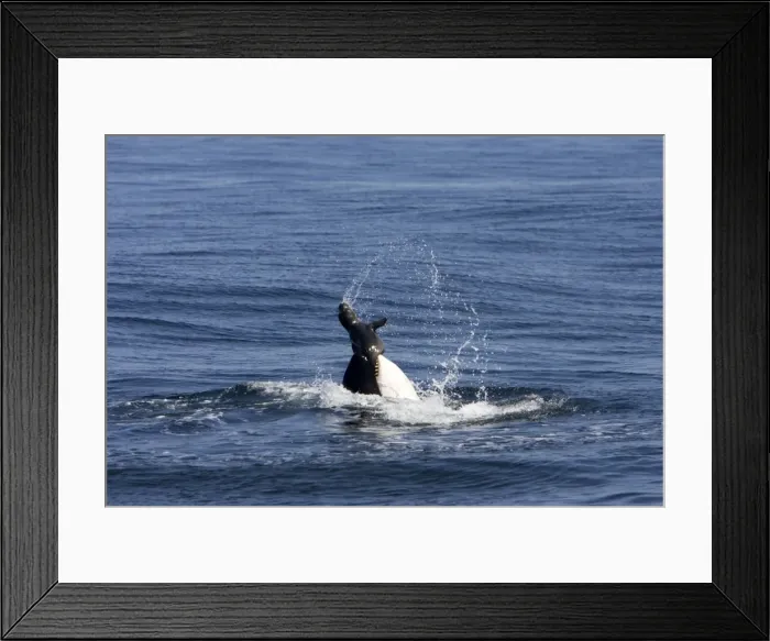 Framed Print : Killer whale / Orca - activity during an attack on young Northern Elephant seal (Mirounga angustirostris) by three members of a pod of transient killer whales. Photographed in Monterey Bay - Pacific Ocean - California - USA Framed Print : Killer whale / Orca - activity during an attack on young Northern Elephant seal (Mirounga angustirostris) by three members of a pod of transient killer whales. Photographed in Monterey Bay - Pacific Ocean - California - USA