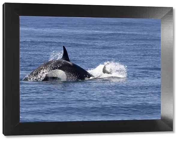 Killer whale  /  Orca - activity during an attack on young Northern Elephant seal (Mirounga angustirostris) by three members of a pod of transient killer whales. Photographed in Monterey Bay - Pacific Ocean - California - USA