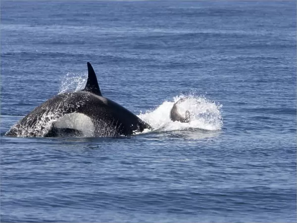 Killer whale  /  Orca - activity during an attack on young Northern Elephant seal (Mirounga angustirostris) by three members of a pod of transient killer whales. Photographed in Monterey Bay - Pacific Ocean - California - USA