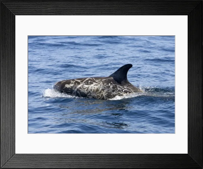 Framed Print : Risso's dolphin. Photographed along the coast of California - USA (Pacific Ocean). Heavy scarring on the back and sides of these dolphins is believed to be made by the teeth of other Risso's dolphins or by their squid prey Framed Print : Risso's dolphin. Photographed along the coast of California - USA (Pacific Ocean). Heavy scarring on the back and sides of these dolphins is believed to be made by the teeth of other Risso's dolphins or by their squid prey